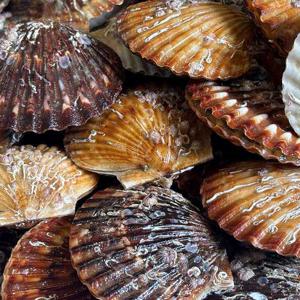 통영직송 싱싱한 흑백가리비 4kg(kg당 20-25미내외)