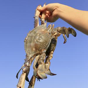 서해안 톱밥 활꽃게(암수혼합) 3kg(9-15미 내외)