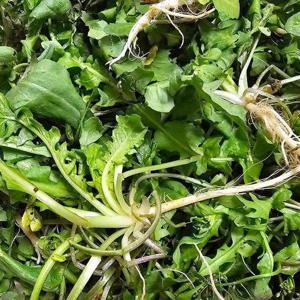 [기타]국내산 향긋한 손질 세척 냉이 2kg