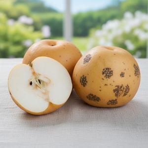 25년 수확 추황배 3kg (6-9과)