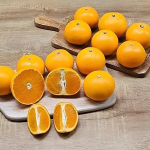 제주 천혜향 가정용 10kg 중대과(30-50과)