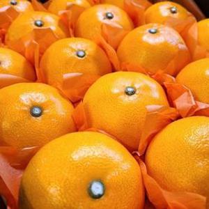 [산지급송] 만감류의 여왕 초고당도 레드향 [가정용] 2kg/3kg/5kg/10kg