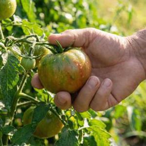 [딜크릿] [팜보스]고당도 부산 대저 짭짤한 토마토 찰 토마토 2.5kg 과수별 골라담기