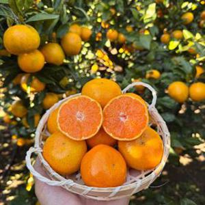 [제주산지발송] 당도높은귤(14브릭스 이상 보장) 프리미엄 노지 귤/타이벡 귤 밀감 1.5kg, 2.5kg, 5kg