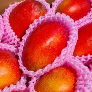 항공직송 프리미엄 고당도 애플 골드 망고 선물세트