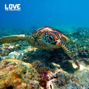 [트립ON] 보홀 슬림패키지 4/5/6일, 1일 자유일정 & 추억이 가득한 인생샷 스냅촬영 촬영 1회 제공