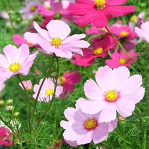 씨앗팜 야생화 꽃씨 종자 코스모스 씨앗판매 500립