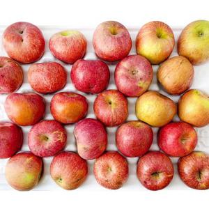 당찬 경북 못난이 햇사과 가정용 10kg 30~65입 당도선별 (부사)