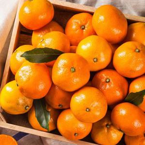 당도높은귤 13브릭스 이상 타이벡 타이백 귤 밀감 감귤 2kg 5kg