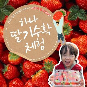 [양산] 하나 딸기수확체험(+반려견 동반 전용하우스 완비)