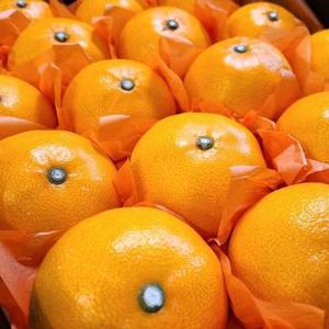 [산지급송] 만감류의 여왕 초고당도 레드향 [가정용] 2kg/3kg/5kg/10kg