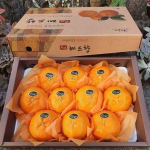 제주직송 레드향5kg(선물용)고급 9-20과