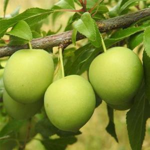 왕매실나무 묘목 접목 1년생 특묘 대과종 정원과일나무  노지월동 가능 (목하원예조경)