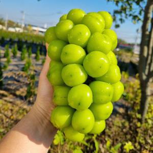 샤인머스켓 2kg 망고포도 고당도 씨없는 포도 3kg 4kg 애플 청포도 선물세트 김천