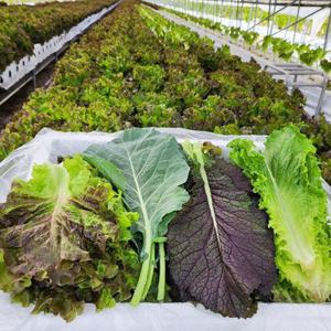 국내 모듬 쌈 채소 샐러드 13종 내외 1kg