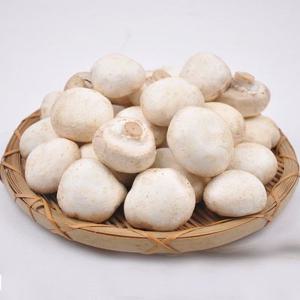 [산지직송] 양송이버섯 못난이 2kg /GAP 인증