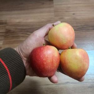 미얀마사과 부사 사과나무 2중왜성대목 접목1년생 묘목  정원과일나무 유실수 (같이가치농원)