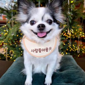 강아지 고양이 시바견 스카프 비건 레더 이름표 네임택 도그빕 케이프 턱받이 대형견 명찰제작