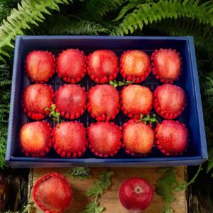 사과 프리미엄 명절 선물 세트 5kg 특 16과 내외