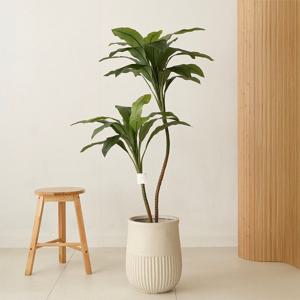 그린 드라세나 프라그란스 행운목 조화나무 3sizes