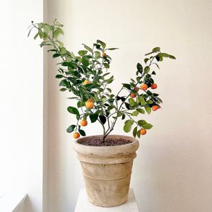 유주나무 사계귤나무 베트남토분 과실수 열매 꽃 대형공기정화식물 개업화분