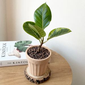 뱅갈고무나무 소형 실내공기정화식물 로자리안토분 집들이 개업화분