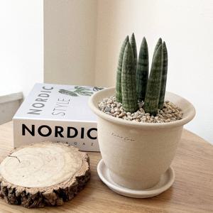 스투키 개업화분 승진 영전 전자파차단 베트남토분 플랜테리어 공기정화식물