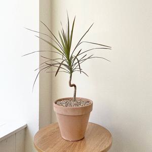 드라세나 마지나타 레인보우 공기정화식물 S수형 중형 이태리토분 개업화분