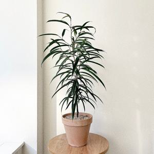 알리고무나무 집들이 개업화분 중형 실내공기정화식물 이태리토분 플랜테리어