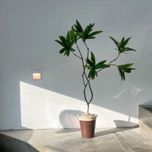 조화나무 드라세나 자마이카 60-80cm 페이크트리 인테리어식물 포인트오브제