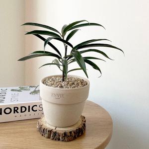 알리고무나무 개업화분 인테리어식물 실내공기정화식물 베트남토분 소형