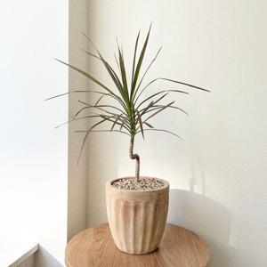 드라세나 마지나타 레인보우 공기정화식물 S수형 중형 베트남토분 개업화분