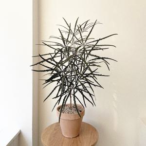 아랄리아 실내공기정화식물 이태리토분 중형 플랜테리어 집들이 개업화분