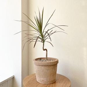 드라세나 마지나타 레인보우 플랜테리어 S수형 중형 베트남토분 개업화분