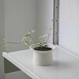 [포토 리뷰 이벤트!] 무늬 학자스민 테이블 선반 플랜테리어 소형 덩굴 식물