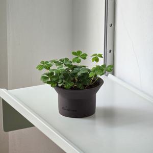 황금잎맥사랑초 하트잎 소형 화분 책상 선반 포인트 식물