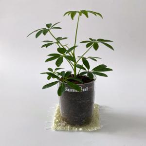 홍콩야자 유리화분 키우기 쉬운 실내 공기정화 인테리어 식물 플랜트