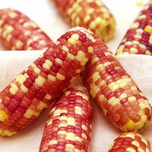 알록달록 냉동 삶은 찰옥수수 10~15cm내외