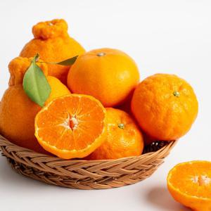 [최종가 10,944원] 제주직송 고당도 천혜향 2kg 중소과 / 카카오페이 10%중복할인