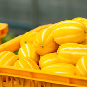 [오늘신선] 경북성주 벌꿀 참외 2kg 3kg