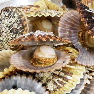 국내산 통영 흑백가리비 흑백 홍가리비 1kg 20미 내외