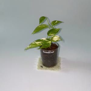 스킨답서스 유리화분 키우기 쉬운 실내 공기정화 인테리어 식물 플랜트