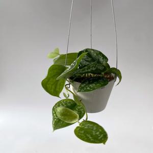 스킨답서스 아르지리우스 행잉 키우기 쉬운 실내 공기정화 인테리어 식물 플랜트