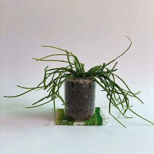 립살리스 유리화분 키우기 쉬운 실내 공기정화 인테리어 식물 플랜트