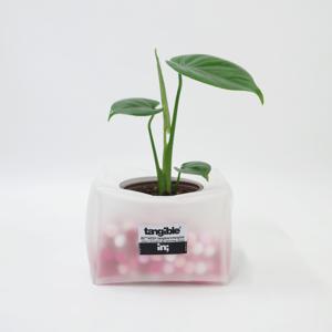 몬스테라 (Monstera) 반투명 렉탱글 팟 화분커버 팟커버