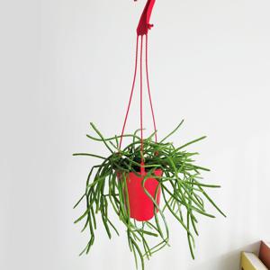 립살리스 레인 화이트  공중식물 행잉플랜트 실내공기정화식물