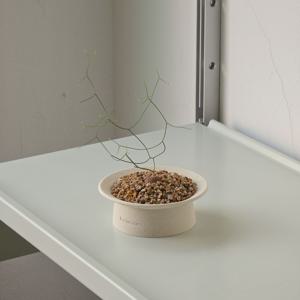 [포토 리뷰 이벤트!] 드리미아 인트리카타 독특한 모양 구근 소형 희귀 인테리어 식물