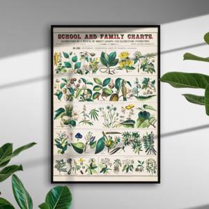 식물도감 포스터 일러스트 식물 액자 빈티지 보테니컬아트 식물 인테리어 그림 홈데코 벽장식