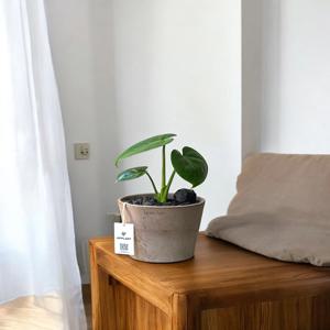 몬스테라 키우기 쉬운 실내 공기정화식물 미니화분 집들이선물