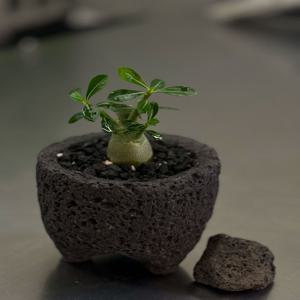 미니바오밥나무 아프리카식물 석화 아데니움 오베숨 집들이선물 소형화분